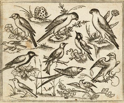 Undici uccelli su rami fioriti e piccoli rami con una farfalla, da Douce Ornament Prints Album I da Virgilius the elder (after) Solis