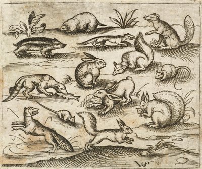 Gruppo di piccoli animali del bosco che mangiano e corrono intorno a uno stagno, tra cui topi, conigli, scoiattoli, procioni, marmotte, furetti, martore e tassi, da Douce Ornament Prints Album I da Virgilius the elder (after) Solis