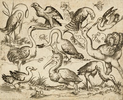 Struzzo a sinistra con altri nove uccelli, tra cui un airone e un pellicano, su un terreno minimale con macchie di fogliame, da Douce Ornament Prints Album I da Virgilius the elder (after) Solis