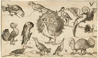 Pavone al centro circondato da altri nove uccelli, tra cui un tacchino, e una farfalla su un terreno minimale con una piccola macchia di erba, da Douce Ornament Prints Album I da Virgilius the elder (after) Solis