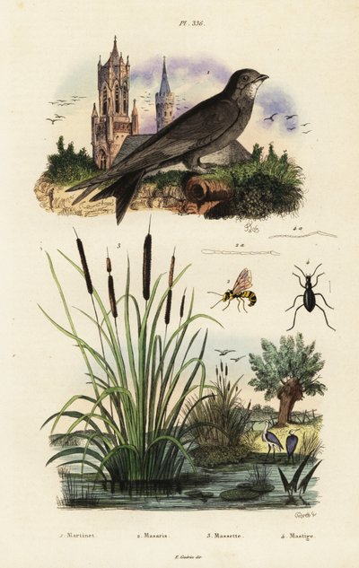 Rondone alpino, giunco, scarabeo e vespa, 1834-1839 (incisione) da Vittore Pedretti