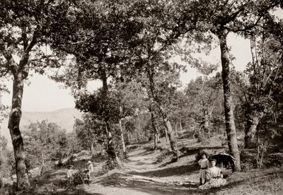 Passeggiata nella foresta da Vittorio Alinari