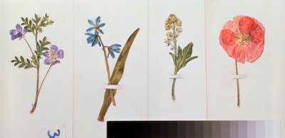 Quattro fogli di carta da lettere (fiori di campo) da Vladimir Pavlovich Sokolov