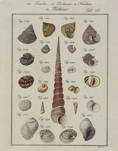 Conchiglie marine: Trochi, Turbines, Neritae Helices, da Neues Systematisches Conchylien-Cabinet da Vogel