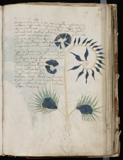 Questa pagina del manoscritto Voynich potrebbe mostrare una delle più antiche illustrazioni di una Drosera da Voynich manuscript