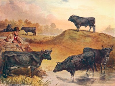 Bovini Kerry, c1903 c1910 da WA Woods