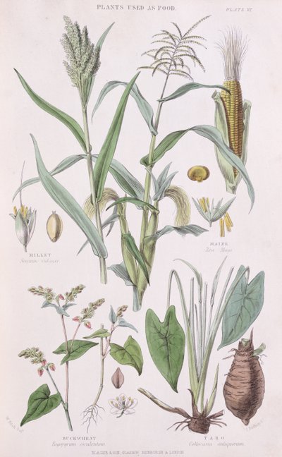 Miglio, Mais, Grano Saraceno e Taro, illustrazione da A History of the Vegetable Kingdom di William Rhind da W.H. Fitch