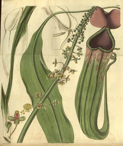 Nepenthes khasiana dalla rivista botanica di Curtis da W.J.Hooker
