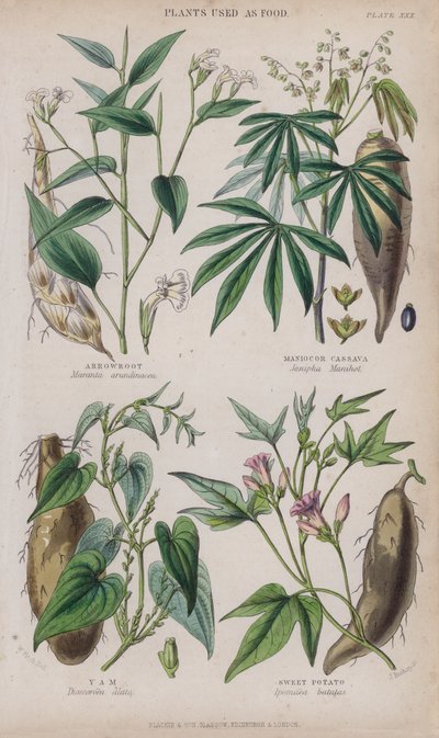 Maranta; Manioca o Cassava; Yam; Patata dolce da W. Fitch