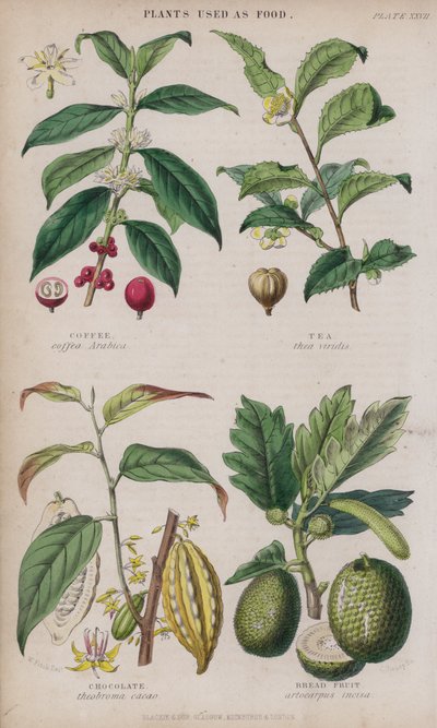 Caffè; Tè; Cioccolato; Albero del Pane da W. Fitch