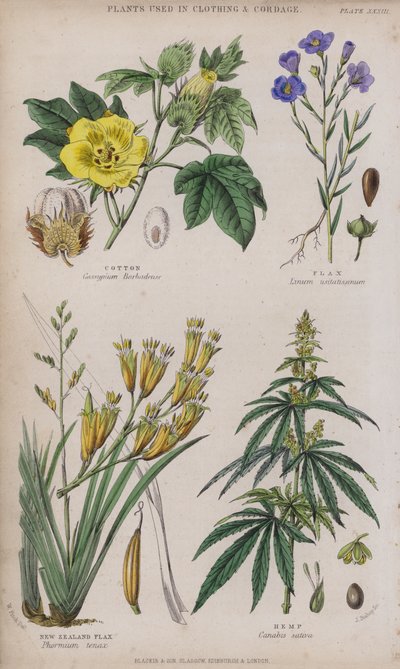 Cotone; Lino; Lino della Nuova Zelanda; Canapa da W. Fitch