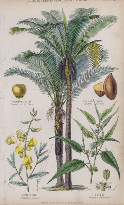 Palma Gommuta; Palma Passava; Canapa Sunn; Juta da W. Fitch