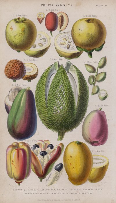 Guava; Giuggiola; Mangostano; Litchi; Pistacia; Avocado; Durio; Mela malese; Akee Frutti e noci; Mango da W. Fitch