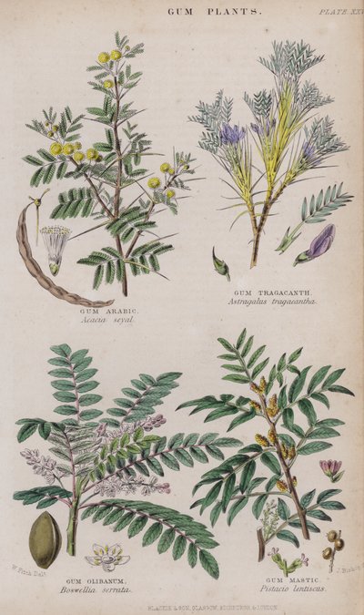 Gomma Arabica; Gomma Tragacanta; Gomma Olibano; Gomma Mastice da W. Fitch