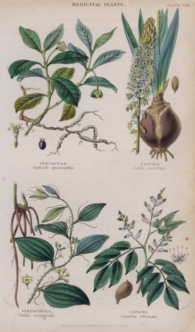 Ipecacuan; Scilla; Salsapariglia; Copaiba da W. Fitch