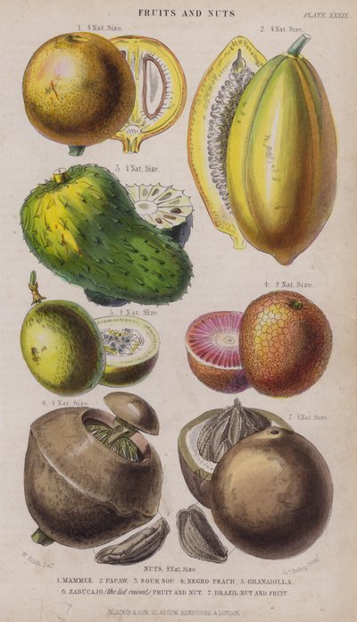 Mammee; Papaya; Guanabana; Pesca nera; Granadilla; Zabucajo (coperchio sollevato) Frutta e noci; Noce del Brasile e frutta da W. Fitch
