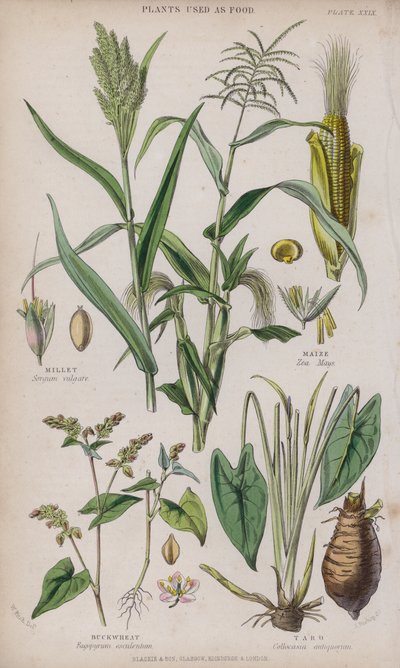 Miglio; Mais; Grano Saraceno; Taro da W. Fitch