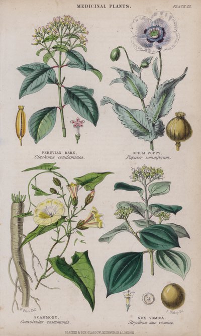 Corteccia Peruviana; Papavero da Oppio; Scammonio; Noce Vomica da W. Fitch