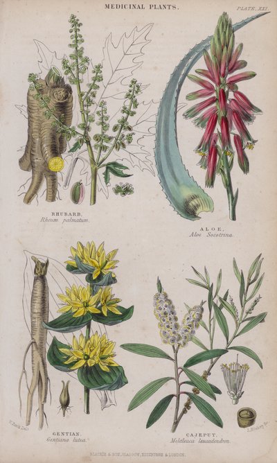 Rabarbaro; aloe; genziana; cajeput da W. Fitch