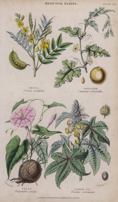 Senna; Colocinta; Jalap; Olio di ricino da W. Fitch