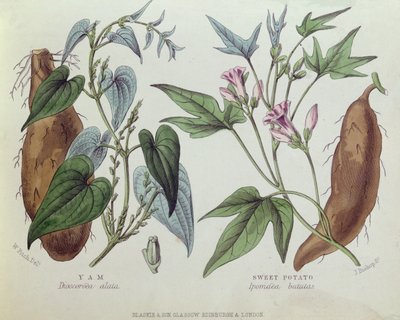 Yam e patata dolce da W. Fitch