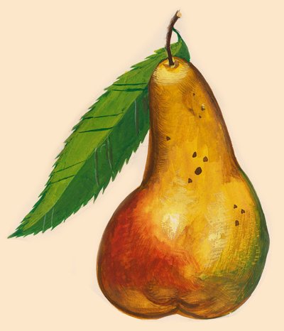 Pera con foglia, disegno da John Ward Dunsmore
