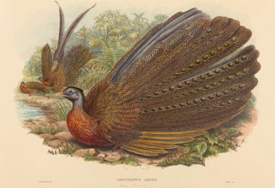 Fagiano Argus (Argusianus Argus) da W. Hart