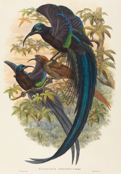 Epimachus speciosus (Uccello del paradiso dal becco ricurvo) da W. Hart