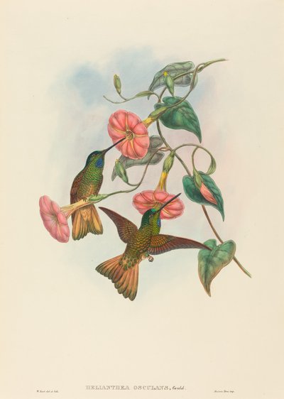 Helianthea osculans (Colibrì dalla Coda Buffa) da W. Hart