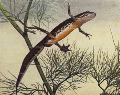 Tritone palmato, maschio, Molge palmata da W. J. Stokoe