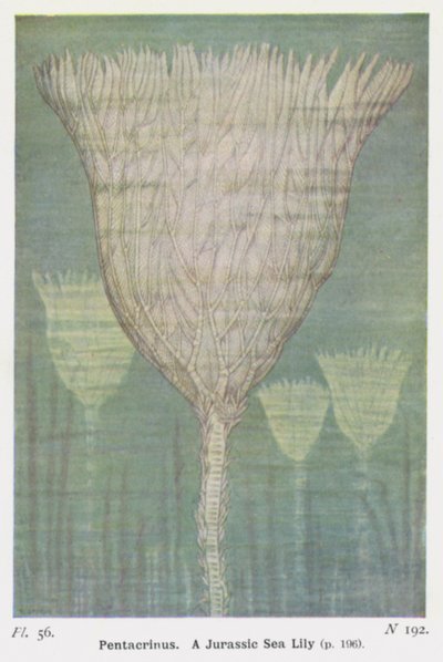 Pentacrinus, un giglio di mare giurassico da W. J. Stokoe