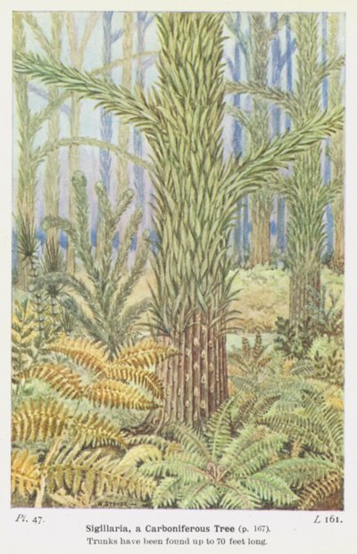 Sigillaria, un albero carbonifero da W. J. Stokoe