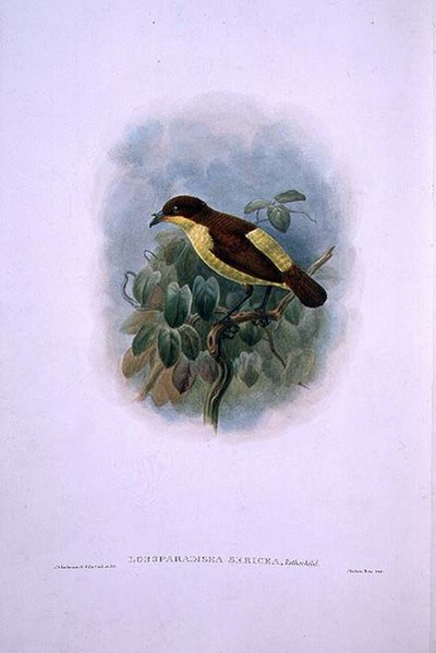 Loboparadisea serica, Uccello del Paradiso dal becco d