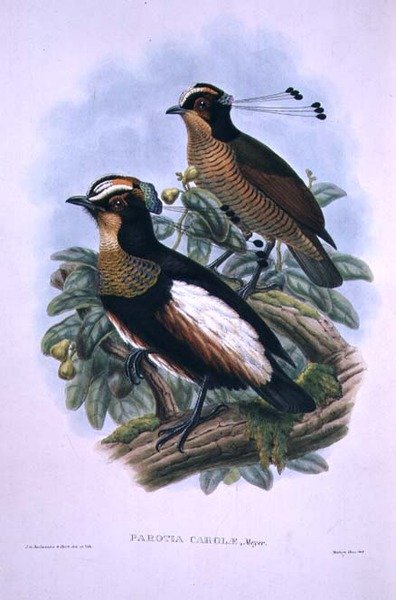Uccello del Paradiso a Sei Fili della Regina Carola da W. and Keulemans J.G. Hart