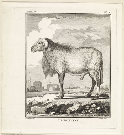 Ariete da W. Tringham