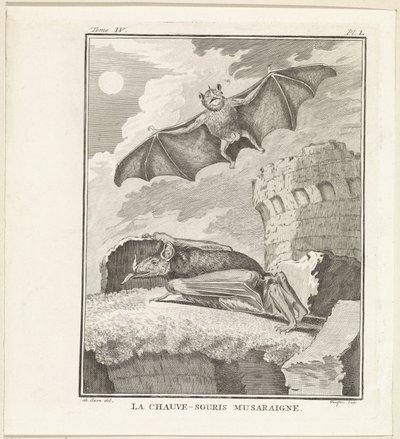 Pipistrelli da W. Tringham