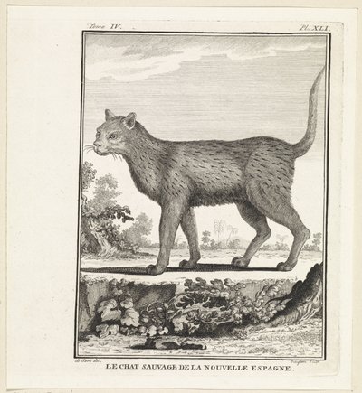 Gatto selvatico da W. Tringham