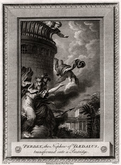 Perdix, il nipote di Dedalo, trasformato in una pernice da W. Walker