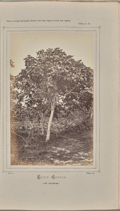 Ficus carica, a Nizza (Alpi Marittime) da W. de Bray