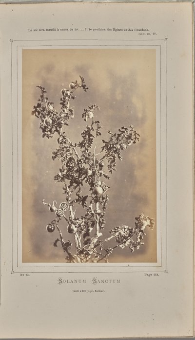 Solanum sanctum, cuelli a Èze (Alpi Marittime) da W. de Bray