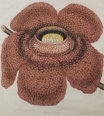 Fiore di Rafflesia arnoldii da Waldell