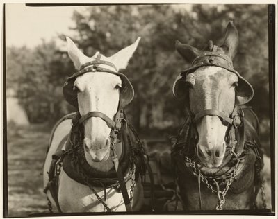 [Due Muli, Contea di Hale, Alabama] da Walker Evans