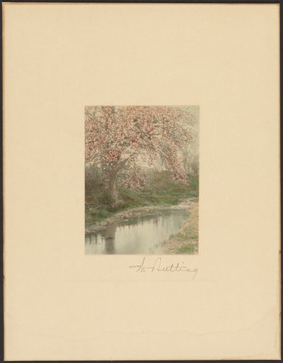 [Albero fiorito] da Wallace Nutting