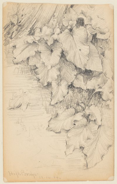 Studio di piante al bordo dell