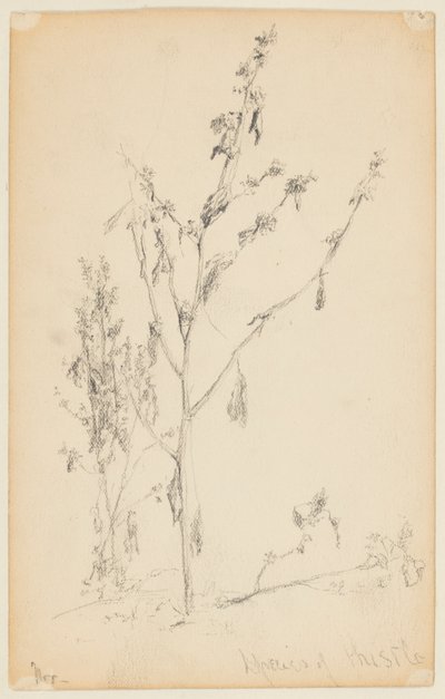 Studio di cardi da Walter Clark