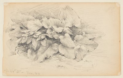 Studio di una Pianta, West 86th Street da Walter Clark