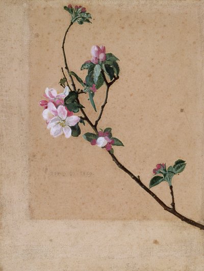 Fiori di melo da Walter Crane
