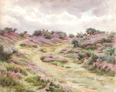 Erica campanula su Setley Plain (acquerello) da Walter Frederick Roofe Tyndale