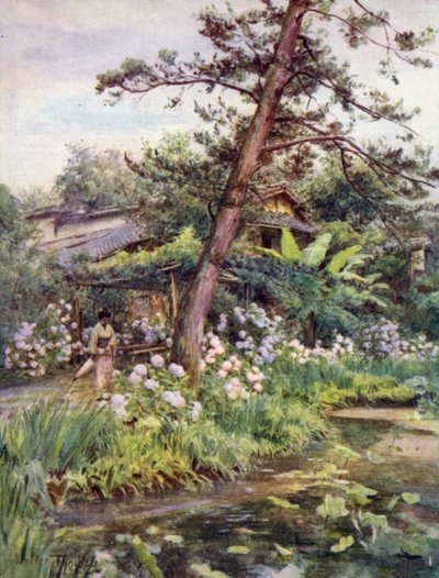 Ortensie nel giardino del tè a Nichi Otani, Kyoto da Walter Frederick Roofe Tyndale