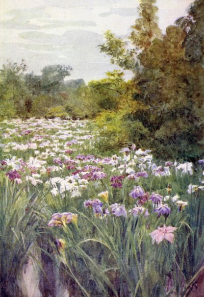 Iris a Kitano, Kyoto da Walter Frederick Roofe Tyndale